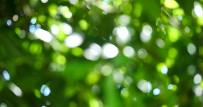 Sunlight Through Leaves: A soft, blurred bokeh effect captures the gentle diffusion of sunlight filtering through lush green foliage, creating a serene and dreamy atmosphere.