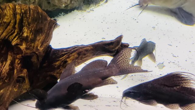 Close-up of a large black ripsaw catfish swimming and resting on a sunken driftwood root inside a freshwater aquarium tank.
