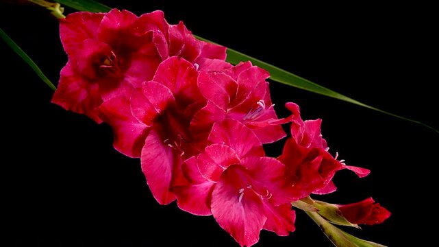 Magneta Gladiolus Flowers In Bloom Against Black Background