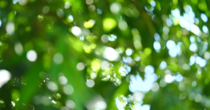 Sunlight Through Leaves: A soft, blurred bokeh effect captures the gentle diffusion of sunlight filtering through lush green foliage, creating a serene and dreamy atmosphere.