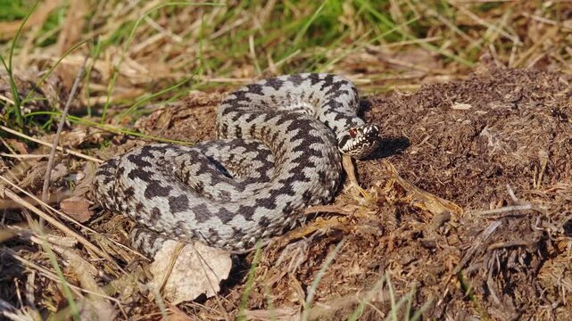 Adder Resting on Forest Floor, Cinematic Wildlife Scene, This video clip showcases an adder snake coiled and resting on the forest floor amidst dry grasses and twigs
