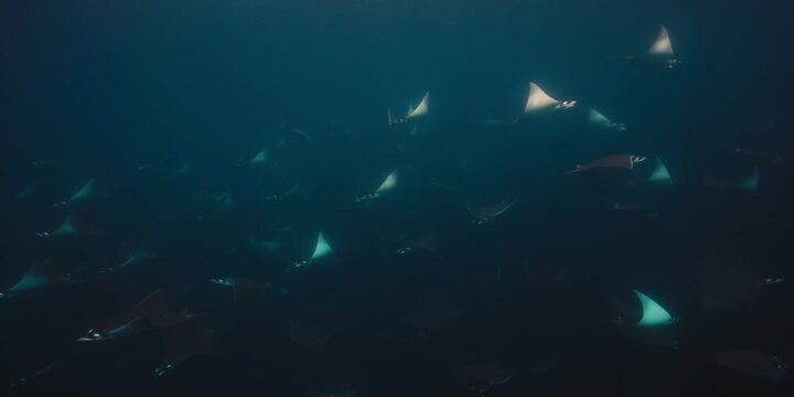 Manta Ray Swarm Underwater Exploration, Cinematic Wildlife Scene, This mesmerizing underwater clip showcases an expansive school of manta rays gracefully gliding and