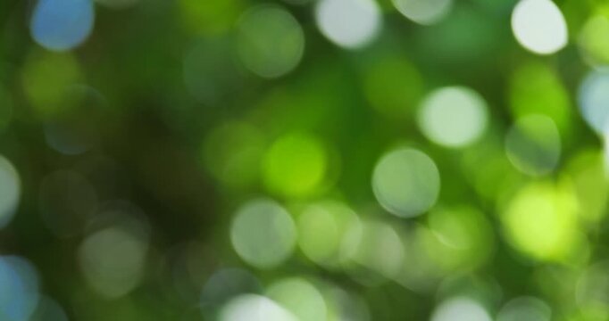 Sunlight Through Leaves: A soft, blurred bokeh effect captures the gentle diffusion of sunlight filtering through lush green foliage, creating a serene and dreamy atmosphere.