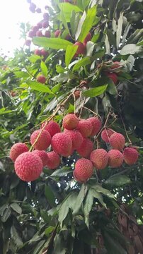 Heavy clusters of fresh red lychees growing abundantly on tree branches
