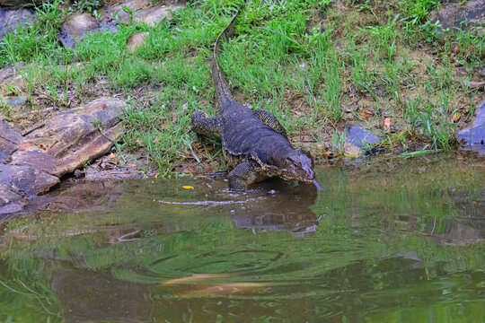 Water monitor, entering a fish pond, on Gaya Island.