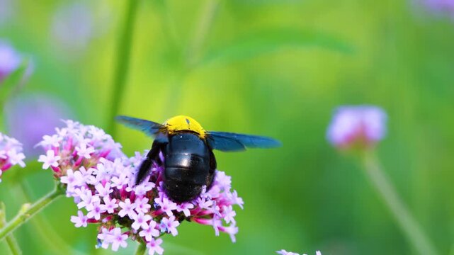 Carpenter bee gathering nectar from purple verbena flowers in sunlit garden with soft bokeh background.