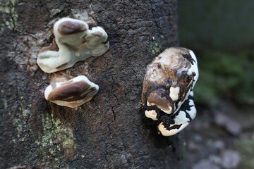 Ganoderma applanatum - woody bracket fungus © SHELL