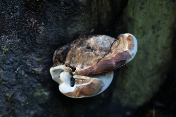 Ganoderma applanatum - woody bracket fungus © SHELL