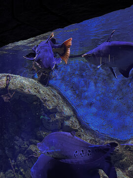 Redtail catfish Phractocephalus hemioliopterus and clown featherback fish swimming in blue aquarium lighting.