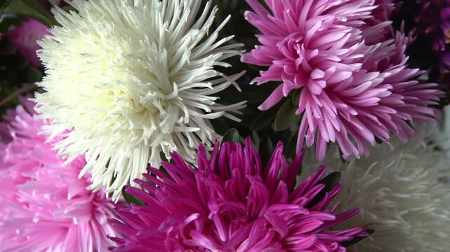 Aster Flowers Bouquet Fresh Purple White and Pink petal color