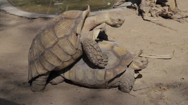 Two African spurred tortoises mating on dry sandy ground under daylight.