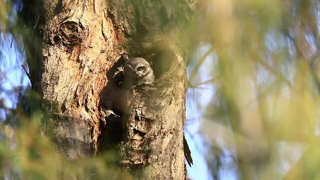 Spotted owlet resting inside a tree trunk hollow under bright daytime sunlight.