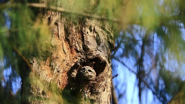 Spotted owlet perched on a pine tree branch turning its head under bright sunlight.