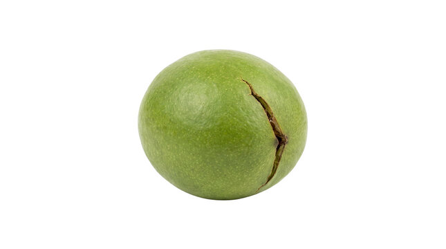 Fresh green macadamia nut in husk, raw unpeeled macadamia fruit with cracked outer shell, organic tropical nut for oil production and healthy snacking isolated PNG with Transparent Background