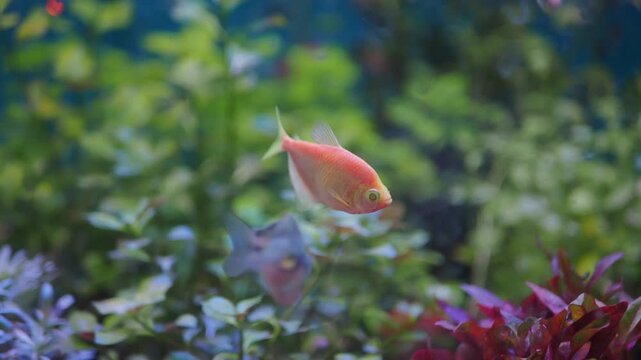 Pink glowlight tetra and rainbow fish swimming in lush green planted aquarium with vibrant aquatic vegetation