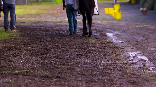 Close up of horse feet walking in the mud