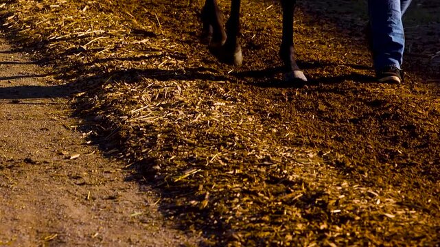 close up of horse feet walking in the wood chips at the track