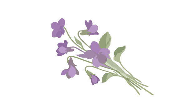 Vintage Violet Flower Bouquet Botanical Vector Illustration Isolated on White