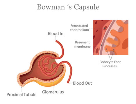 Educational medical illustration of a bowman's capsule and glomerulus structure in a human kidney with kidney anatomy.
