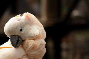 White salmon crested cockatoo parrot looking at camera close up portrait © Muhamad