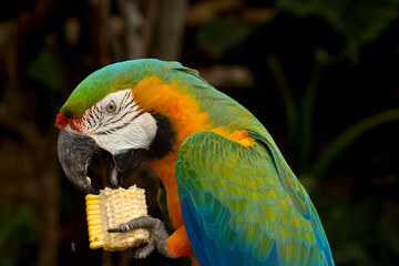 Great green macaw parrot eating corn cob holding with claw outdoors © Muhamad
