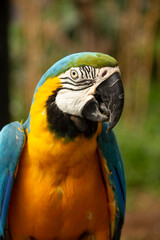Blue and yellow macaw parrot portrait with orange chest feathers looking sideways © Muhamad