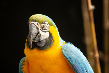 Blue and yellow macaw parrot close up portrait with eyes closed against black background © Muhamad