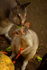 Two Bennett wallaby kangaroo eating carrots on ground outdoors at night © Muhamad