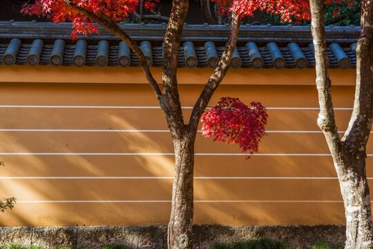 京都の寺院の土塀を彩る鮮やかな紅葉