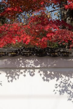 京都の寺院の土塀を彩る鮮やかな紅葉