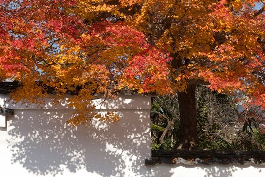 京都の寺院の土塀を彩る鮮やかな紅葉
