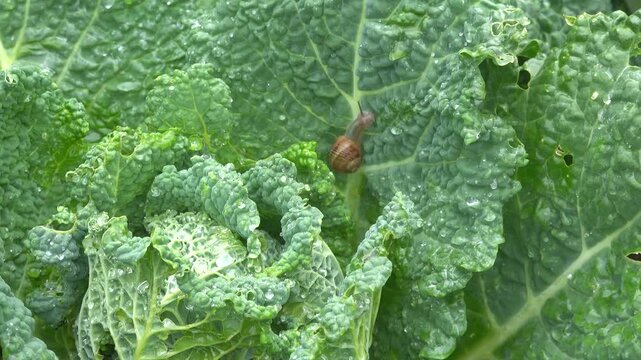 Close-up of small snail crawling on wet cabbage leaf with raindrops