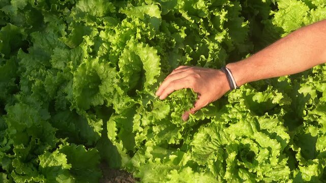 Checking fresh organic lettuce readiness in garden bed for harvest inspection and fresh produce concept