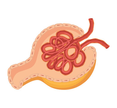 Illustration of a renal corpuscle cross section showing the glomerulus and bowman capsule with glomerulus filtration physiology.
