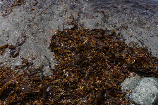 Brown kelp and Laminaria seaweed lie washed ashore on a rocky beach in Kamchatka. Marine vegetation, coastal ecosystem, intertidal nature, ocean environment and natural shoreline texture