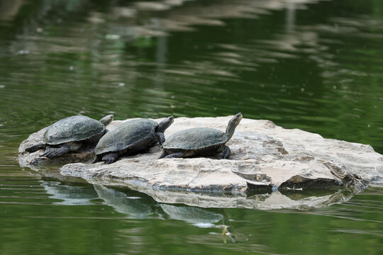 Three Turtles Resting on a Rock in a Pond