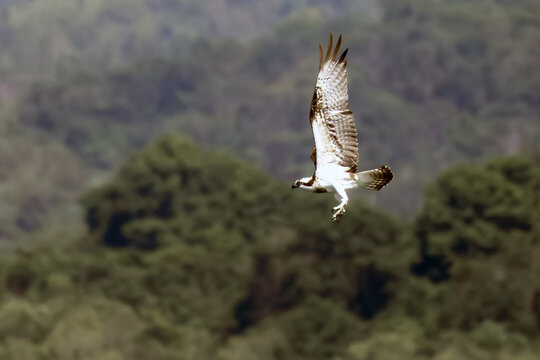 Osprey, Pandion haliaetus, flying with wings fully raised and talons extended against a softly blurred forest landscape