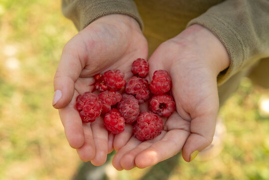 Child's hands holding a generous handful of ripe red raspberries, fresh from the garden, evoking summer harvest, healthy eating, and simple berry filled joy
