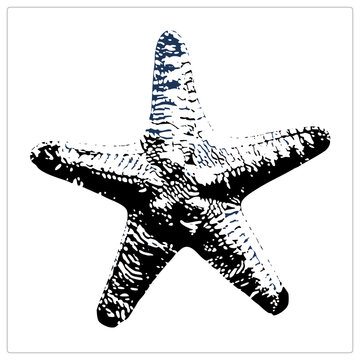 Grunge sea star rendered in bold stencil style, its bumpy texture etched into rough speckled detail. This starfish, also called a sea star or asteria, suits coastal decor and nautical designs.