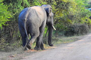 Giant Sri Lankan Wild Tusker © Nuwantha