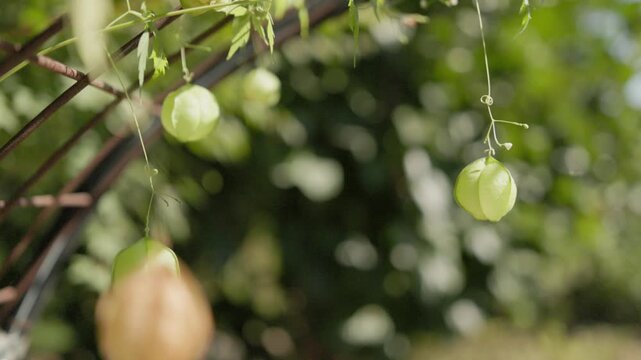 Balloon Vine Plant with Hanging Green Fruits in Garden