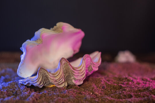 Open seashell on sand with purple and blue lighting on a dark background   