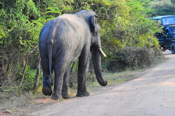 Giant Sri Lankan Wild Tusker © Nuwantha