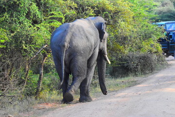 Giant Sri Lankan Wild Tusker © Nuwantha