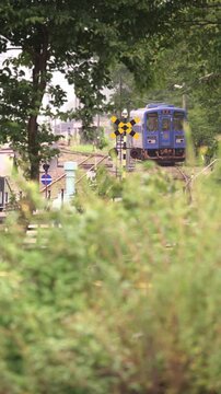 草木の前ボケ越しに望む若桜鉄道の踏切と青いローカル線の風景