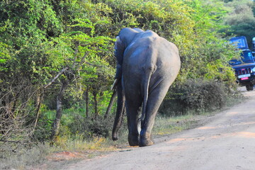 Giant Sri Lankan Wild Tusker © Nuwantha