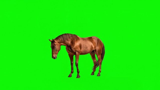 Realistic Horse Natural Movement on Green Screen Background &ndash; Powerful Domestic Equine Animal Video Footage