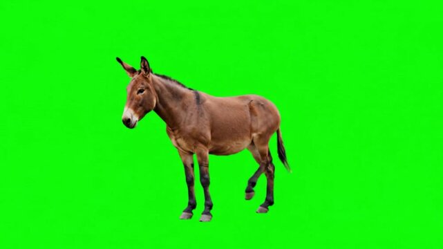 Realistic Donkey Natural Movement on Green Screen Background &ndash; Domestic Farm Animal Video Footage