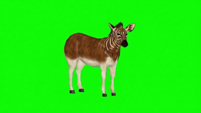 Realistic Quagga Natural Movement on Green Screen Background &ndash; Extinct Zebra-Like African Animal Video Footage