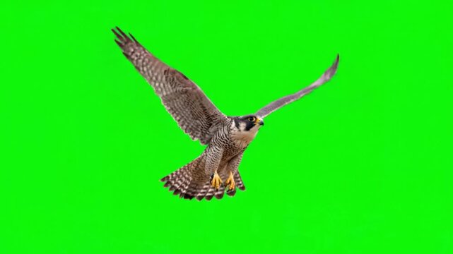 Realistic Falcon Natural Movement on Green Screen Background &ndash; Fast Bird of Prey Wildlife Video Footage